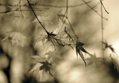Faded Leaves
