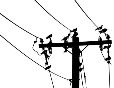 Birds on Lines