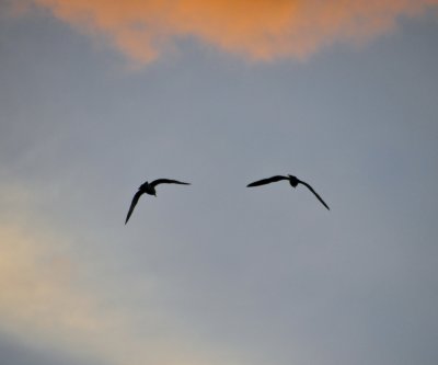 Seagull Lines That Look Like Eyes