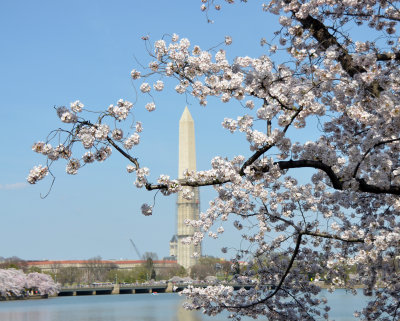 Cherry Blossoms Around the Tidal Basin
