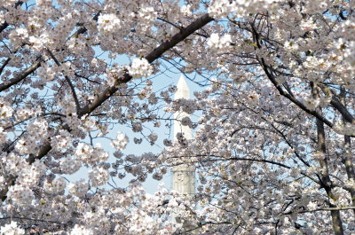 Cherry Blossoms