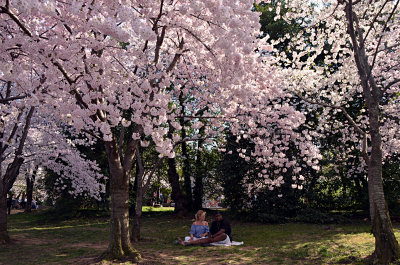 Cherry Blossoms