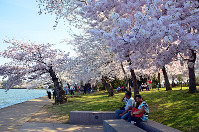 Cherry Blossoms
