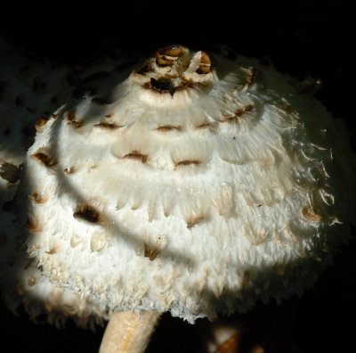 Fungi 14.jpg