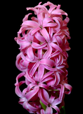 Hyacinth 05.jpg