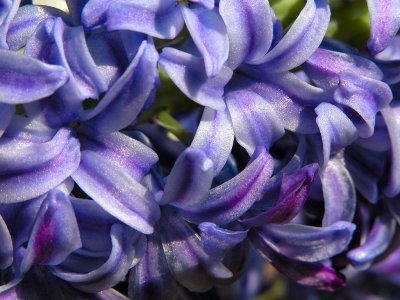 Hyacinth 03.jpg