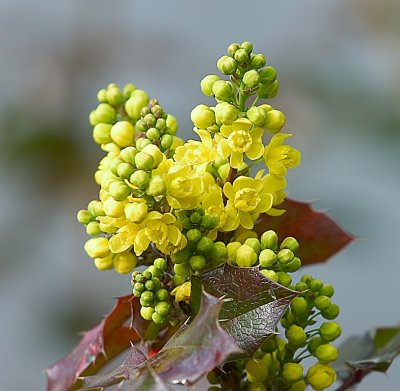 Mahonia 03.jpg