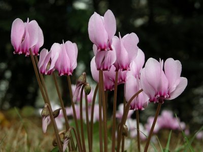 Wild Cylclamen Hederifolium 04.jpg