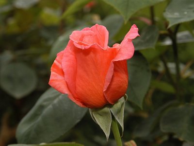 Rose 20.jpg
