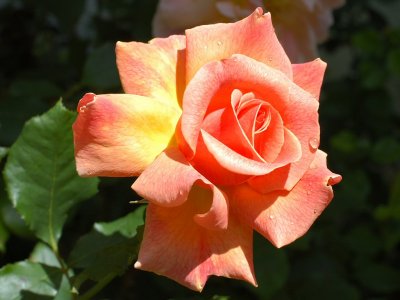 Rose 53.jpg
