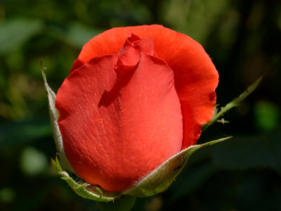 Rose 80.jpg