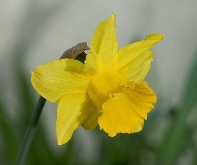 Daffodil 13.jpg