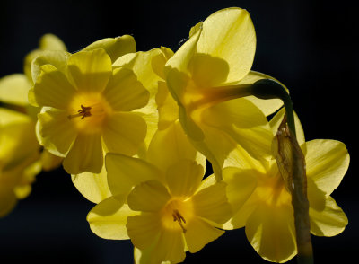 Daffodil 26.jpg