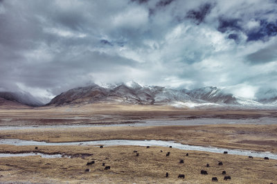 Grazing At the Glaciers