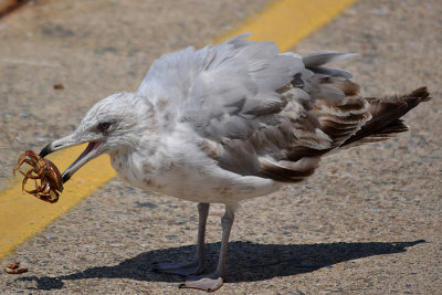 DSC_0014b.jpg