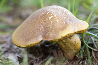 Mushroom 01.jpg