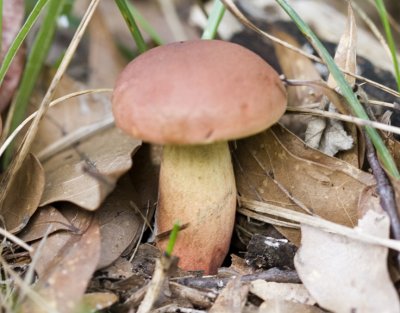 Mushroom 02.jpg