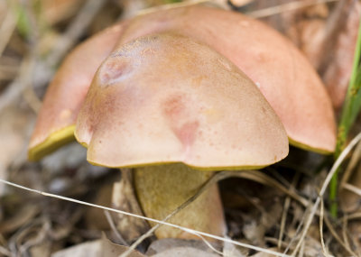 Mushrooms 03.jpg
