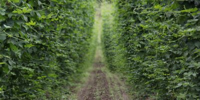 Hop field, Lohwinden bei Wolnzach, Germany