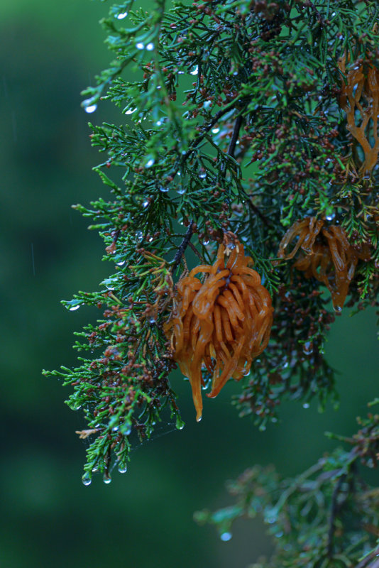 Cedar Rust, Up Close