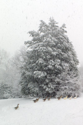 Ducks and Geese in the Snow