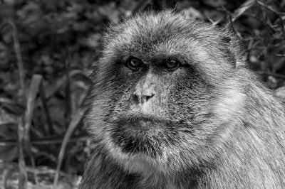  Barbary Macaque