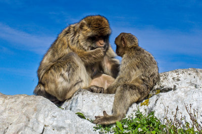 Mother and Baby, Color, II