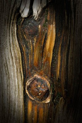 Rusty Wood.