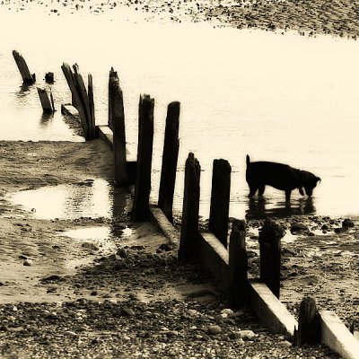 Beach Dog II.