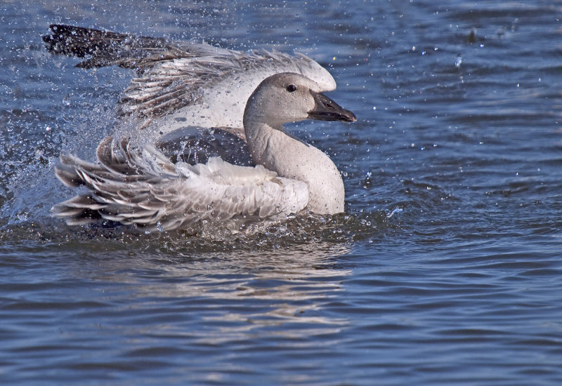 Greater Snow Geese