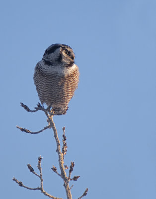 Hawk Owl, Manitoba