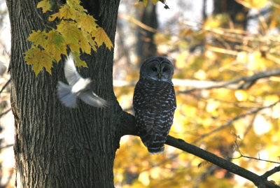 Wildlife