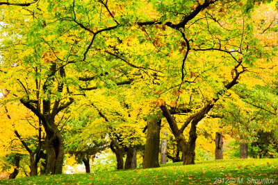 Torontos High Park