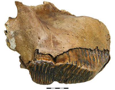 Fig4-01.jpg