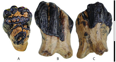 Fig3-01.jpg