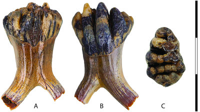 Fig2-01.jpg