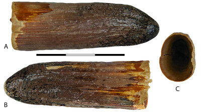 Fig1-01.jpg