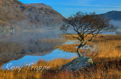 Lonely tree at Llyn Dinas.jpg