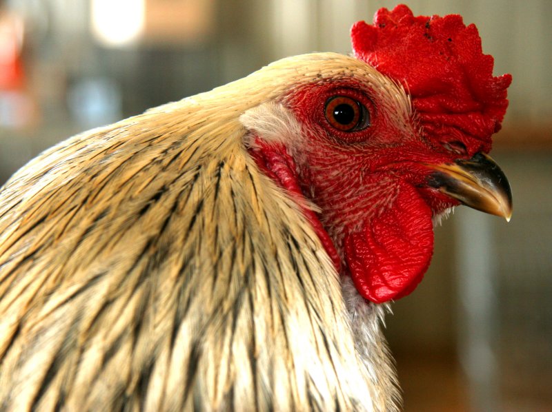 Rooster at the Fair!