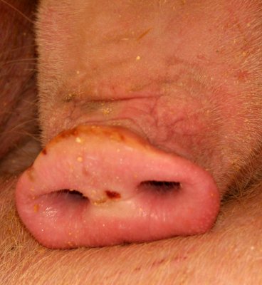 Pig Snout at the Fair