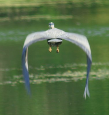 Great Blue Heron Takes Flight