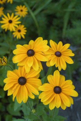 Belknap Gardens 5