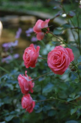 DSC_4022.jpg