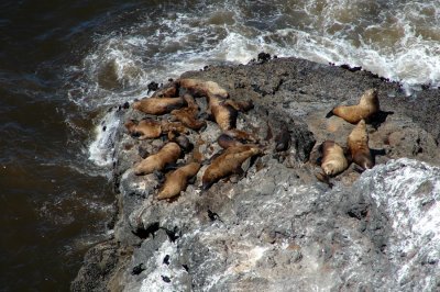 Sea Lions