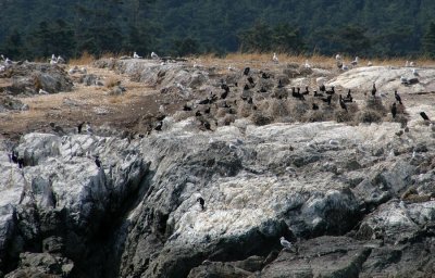 Cormorant nests