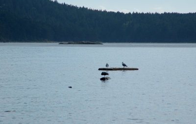 Floating on logs