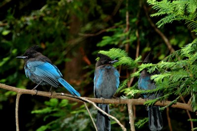 Steller Jay at Big Sur, CA