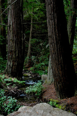 Big Sur Forest