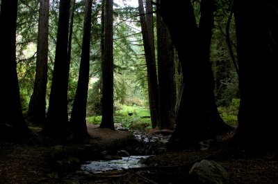 Big Sur Forest