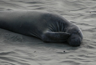 Elephant Seal at Piedras Blancas